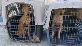 El rescate tomó lugar en la colonia Américas III.