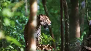 Detectan a dos jaguares en la Reserva Ecológica de Dzilam de Bravo 