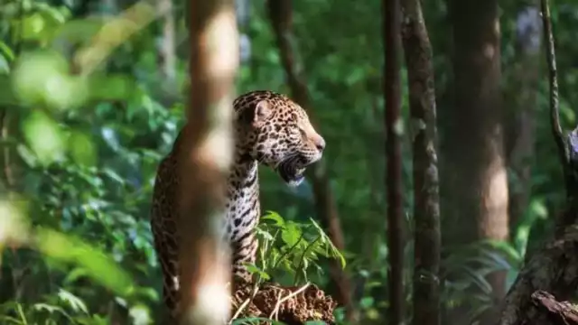En Yucatán existen nueve áreas naturales protegidas de competencia estatal