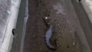 Captan cocodrilo en Campeche