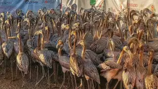 Casi 500 flamencos reciben marcas que permitirán dar seguimiento a sus diversos hábitos de vida