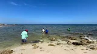 Yucatán crea nuevas zonas de refugio pesquero en Telchac Puerto y Chuburná