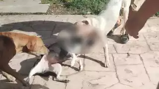 Vecinos de la zona acusan irresponsabilidad por parte de los tutores