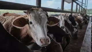 Ganaderos esperan la pronta llegada de ayuda antes del inicio de sequía