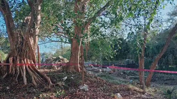 Arbolistas explicaron que la zona está conectada con más ríos subterráneos que nutren al manto freático, por lo que no puede realizarse una construcción Arbolistas explicaron que la zona está conectada con más ríos subterráneos que nutren al manto freático, por lo que no puede realizarse una construcción