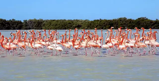 Más de 50 arrecifes artificiales y una zona libre de pesca han permitido la regeneración del mar en Celestún