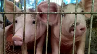 En Yucatán se tienen 222 granjas porcícolas instaladas, según Greenpeace