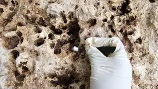 Quintana Roo: Arqueóloga descubre la “Roca de la fundación", ¿qué dicen los antiguos textos jeroglíficos?