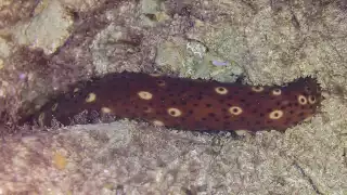 Tecnológico de Lerma impulsa proyecto para rescatar al pepino de mar en la Península de Yucatán