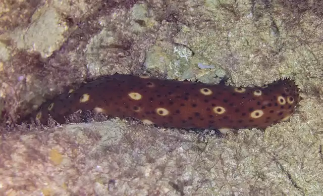 Pesca furtiva pone al borde de la extinción al pepino de mar en la Península de Yucatán