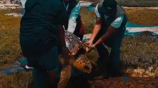 La tortuga se encontraba en buen estado de salud y fue liberada sin problemas