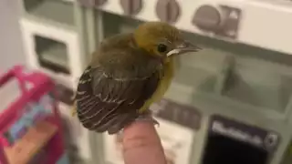 Los encuentros con polluelos se vuelven habituales durante la temporada lluviosa