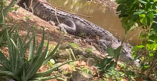 A últimas fechas, los vecinos han observado más saurios próximos a las zonas habitadas del puerto