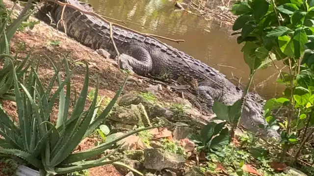 A últimas fechas, los vecinos han observado más saurios próximos a las zonas habitadas del puerto