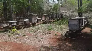 Renacimiento Apícola beneficiará a más de 11 mil familias de Yucatán