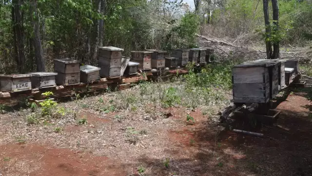 El programa tiene por objetivo mantener el liderazgo de la entidad en producción de miel