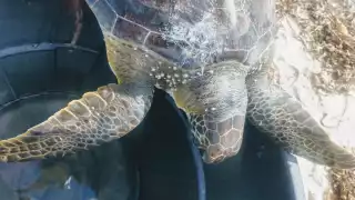 Especialistas exhortan a la población del puerto evitar la ingesta de quelonios, por cuestiones de salud