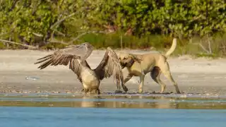 La intervención de un guía local logró salvarle la vida al pelícano