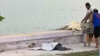 Cooperativas pesqueras niegan responsabilidad en hechos ilegales contra tortugas marinas