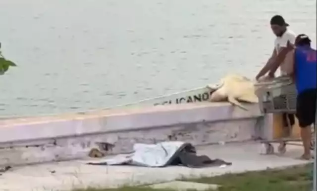 Pesca ilegal afecta imagen del gremio pesquero en Campeche