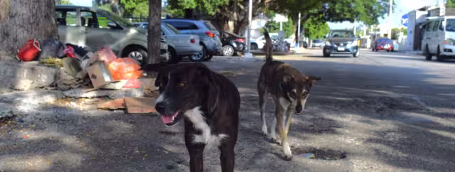 Los perros han sido hallados sin vida en las calles