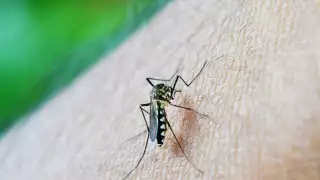 El mosquito del dengue se reproduce en agua estancada cerca de nuestros hogares