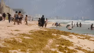 Destinos como Cancún cuentan con algunas playas con mínimo o moderado sargazo