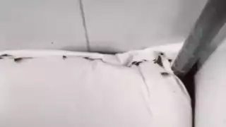 Usuarios afirmaron que no es raro encontrarse con plagas en este tipo de establecimientos