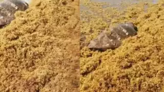 Tortuga caguama es rescatada en playa de Tulum tras quedar atrapada en sargazo  