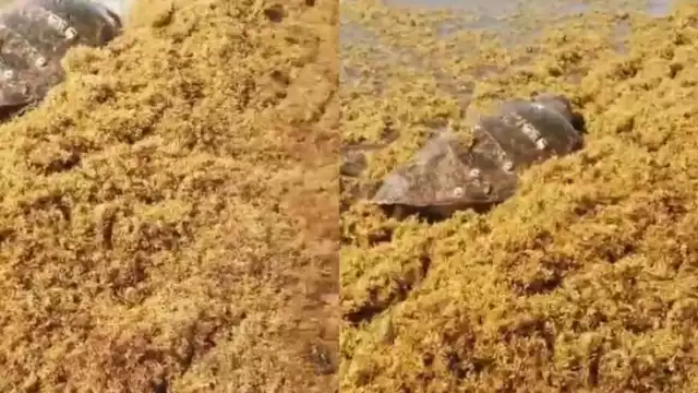 Autoridades federales deben evaluar al animal antes de saber a donde trasladarlo