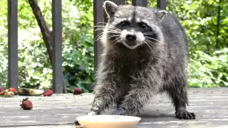 Zarigüeyas, mapaches o zorros ¿Es legal tenerlos como mascotas? 