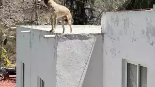 También pidió cuidar a la fauna silvestre.