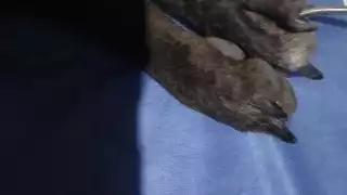 Código Penal contempla multas y cárcel por maltrato animal en Campeche