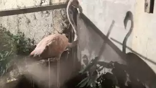Flamenco desorientado es rescatado en Seybaplaya