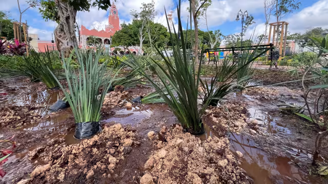 Las áreas verdes de la Plaza Grande de Mérida, resultaron dañadas luego del concierto de Mon Laferte, al que asistieron miles de fanáticos