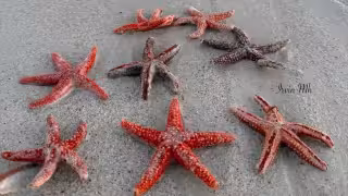Recalan estrellas de mar en la costa de El Cuyo por los vientos del “Norte”