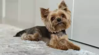 El pequeño perro fue regresado, pero los responsables de su robo ya lo habían rapado