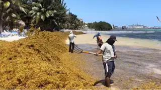 Ante la llegada del sargazo, se efectúan planes de limpieza y prevención del alga.