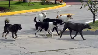 Vecinos piden intervención por perros agresivos en templo
