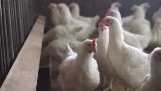 La granja avícola Akutzá, en Peto, es impugnada por comunidades y ejidos de la Península.