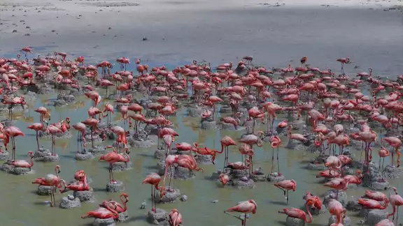 Hubo un incremento de nidos de flamenco en Yucatán con respecto al año pasado Hubo un incremento de nidos de flamenco en Yucatán con respecto al año pasado