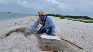 Refuerzan protección de tortugas marinas en Campeche ante temporada de anidación 2026