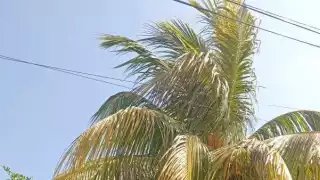 Las ramas de un árbol de coco chocaban con líneas de mediana y alta tensión