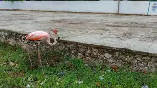 Hallan un flamenco en la comisaría de Progresito en Peto 