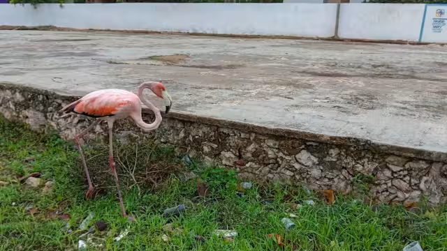 Vecinos de Progresito le tomaron fotografías al flamenco