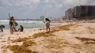 Salvavidas admitieron que resulta inusual la presencia constante de macroalga esta temporada