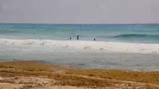 Hasta finales del mes pasado se recolectaron más de 63 mil 500 toneladas de talofita; Tulum, Mahahual y la Costa Maya presentaron la mayor afectación