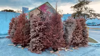 La directora de Gestión Ambiental, destacó que estos pinos serán enviados al Tecnológico de China