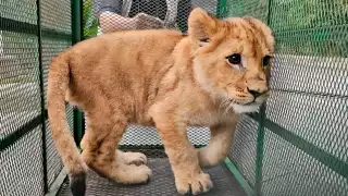 León, jaguar, monos araña y otras especies  son rescatadas en operativo contra  el robo de combustible 