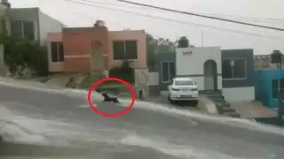 Un perrito fue captado desafiando la corriente de agua durante las fuertes lluvias en Campeche